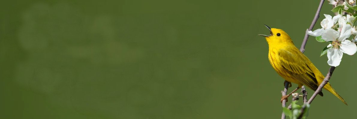 TLDarby 🍁☮️ 🌻😷 Proudly Anti-Fascist banner