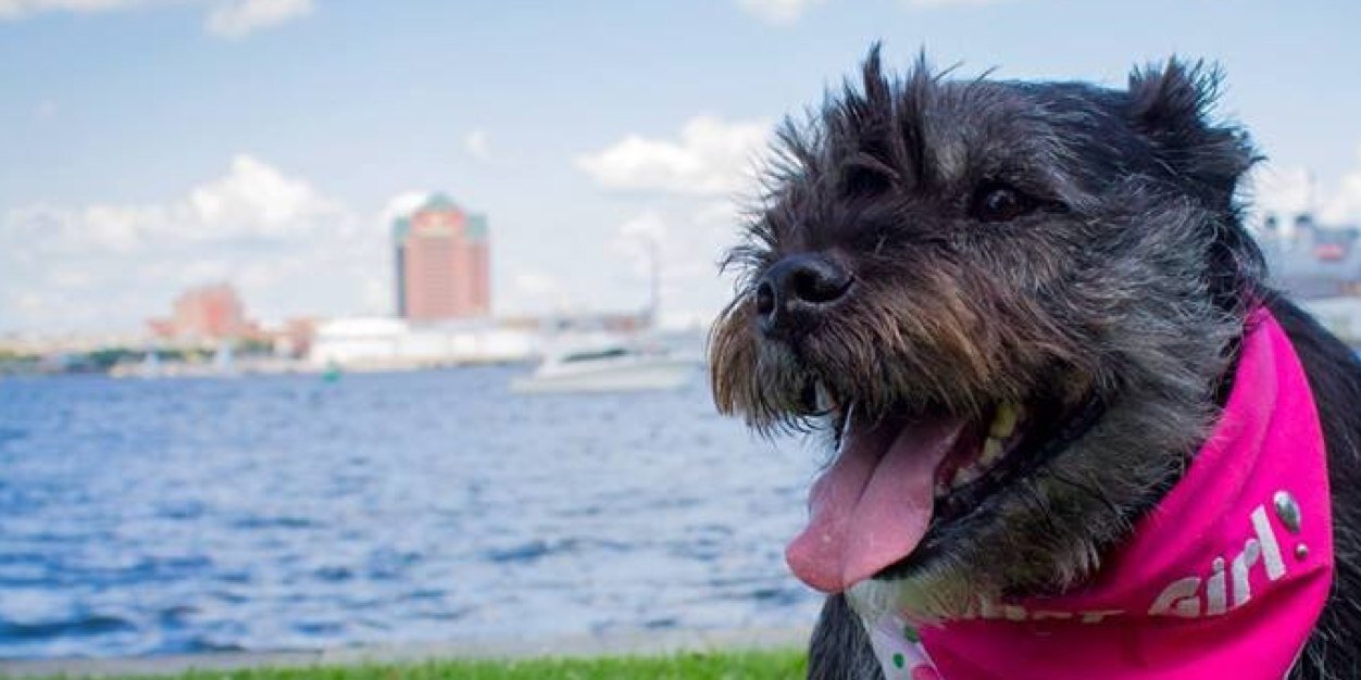 BMoreBella's profile banner image