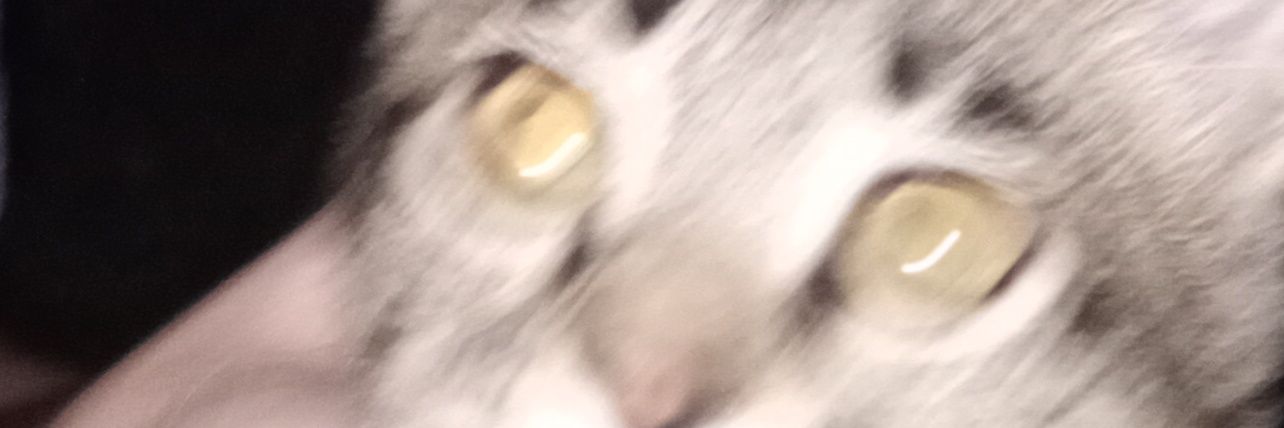 MadW⁰⁰zy banner