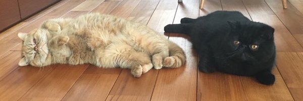 yuukari413 Profile Banner