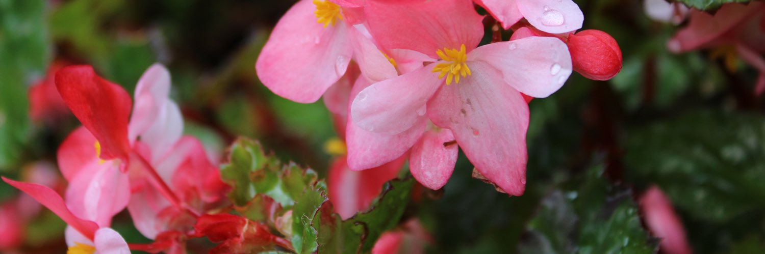 AndreaStanescu's profile banner image