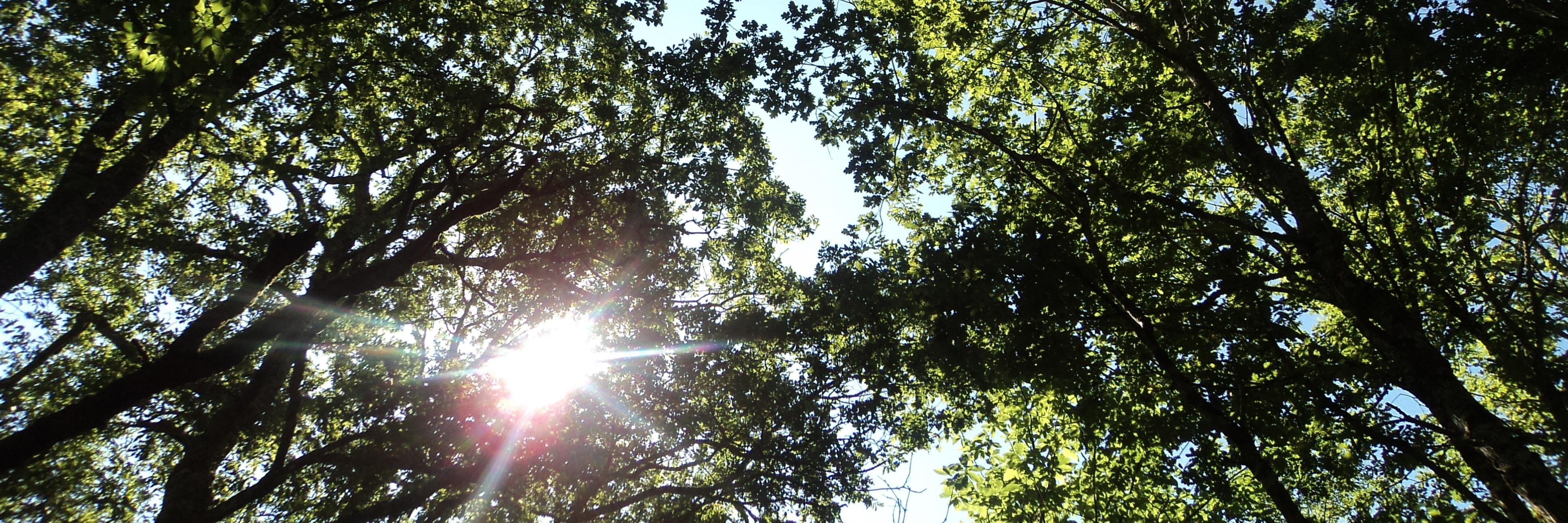 𝕃𝕠𝕝𝕚 ℙ𝕒𝕟𝕠𝕝𝕚 banner