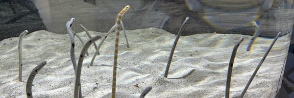 irodori404 Profile Banner