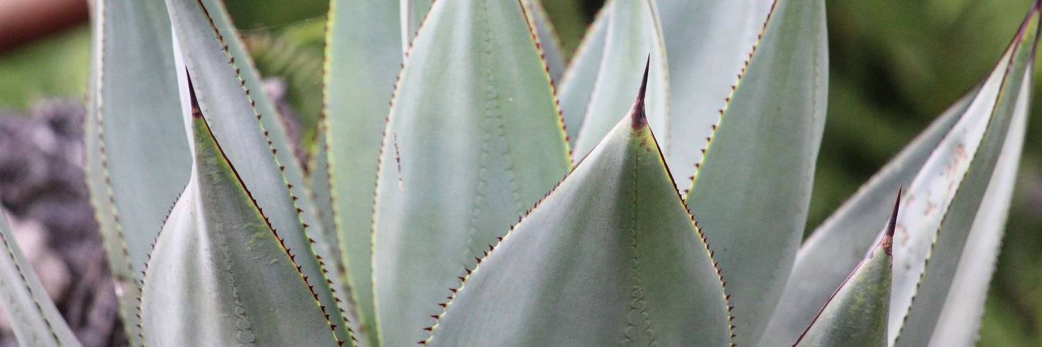 BPGomezC's profile banner image