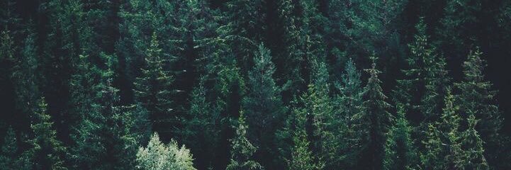 orianakoot's profile banner image