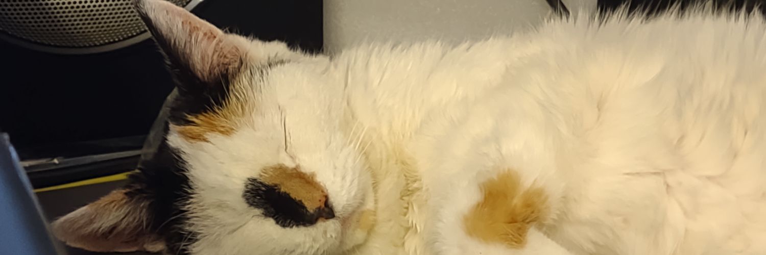 乱 fka DJ Soulbones | banner