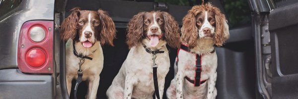 animology Profile Banner