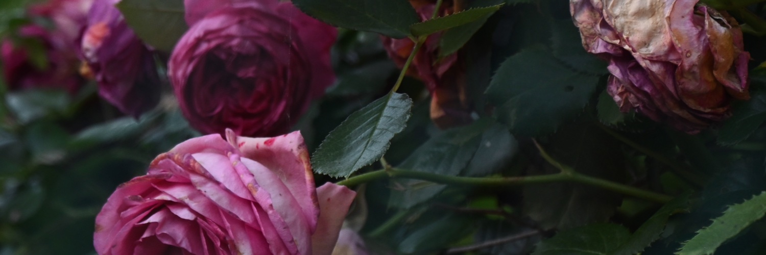 LecciTao's profile banner image