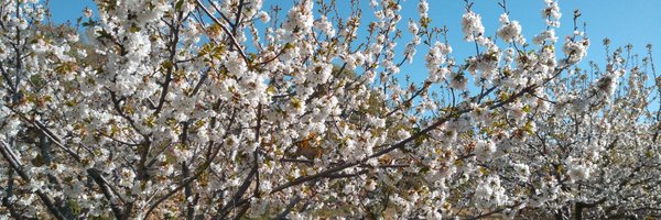 lfsanper Profile Banner