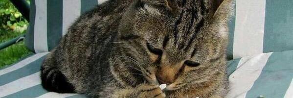 cherylmarius's profile banner image