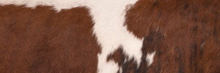 Kendtal's profile banner image