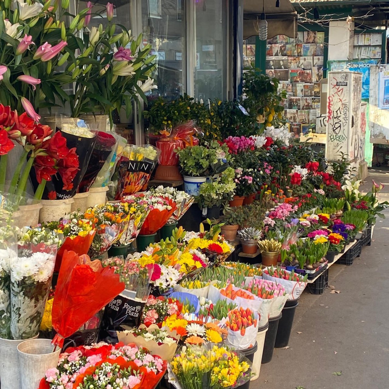 Rose255435's profile banner image