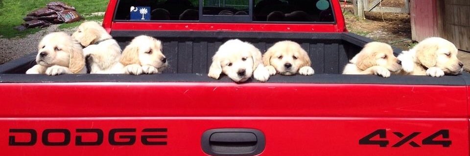 tillyretrievers's profile banner image