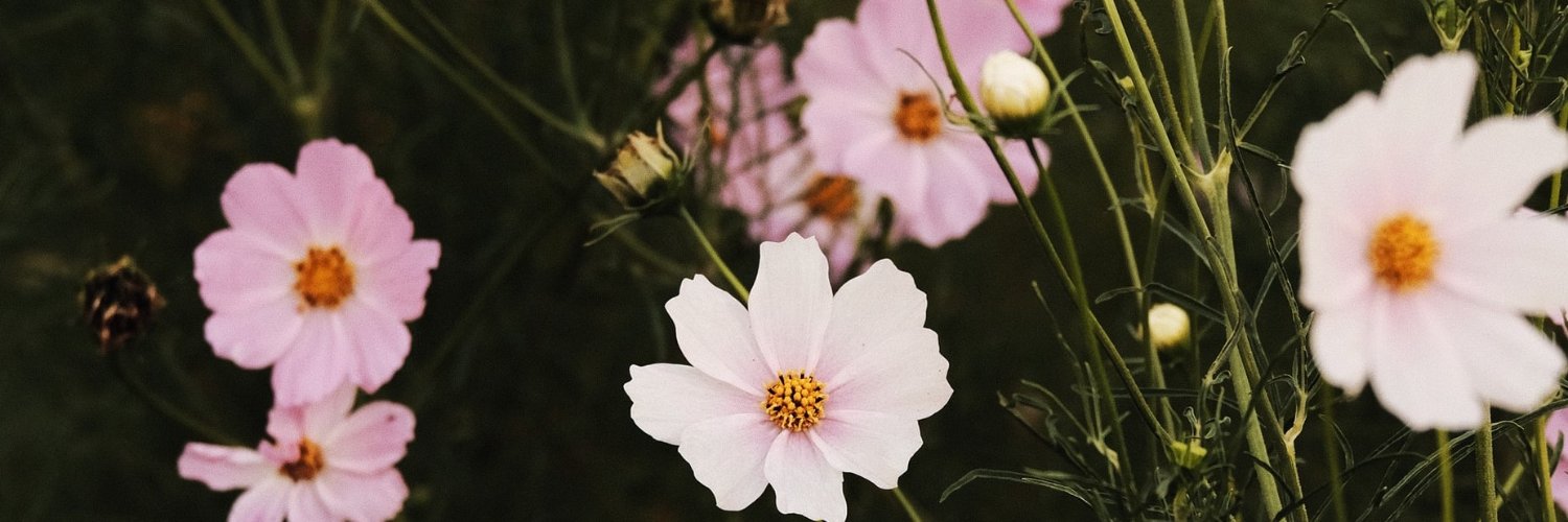 MariaFelix_C's profile banner image