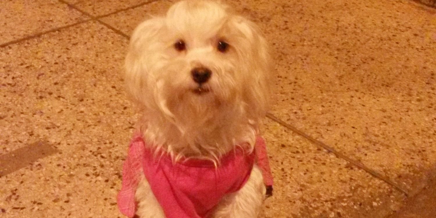 lizz banner