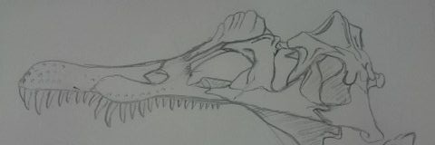 sigelyr's profile banner image