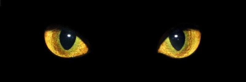 Jill Kalmar ☮️ 🌻🏳️‍🌈🏳️‍⚧⚧🌎🐝🎶🐈‍⬛💜🧶🐨 banner