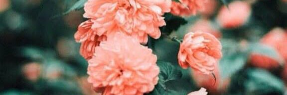 شماء عبدالله banner