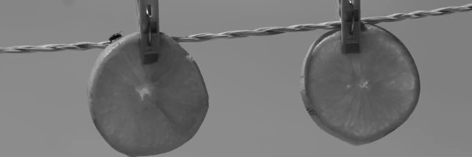 Xochitl banner