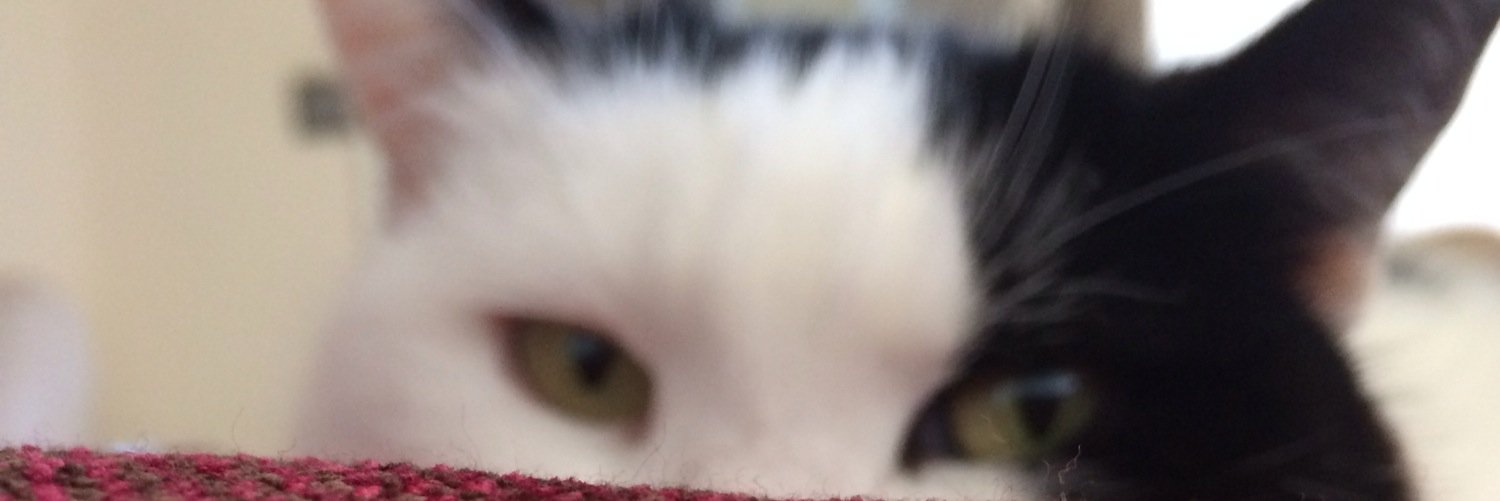iamcindycat's profile banner image