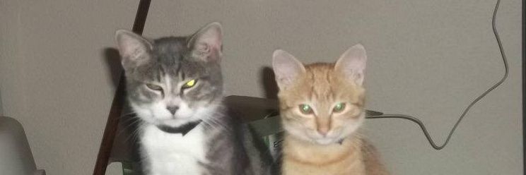 Niveau_1's profile banner image
