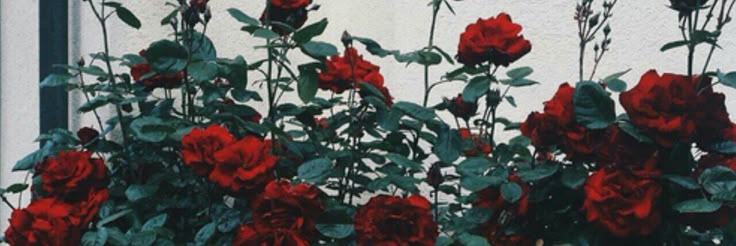 alittleromantic's profile banner image