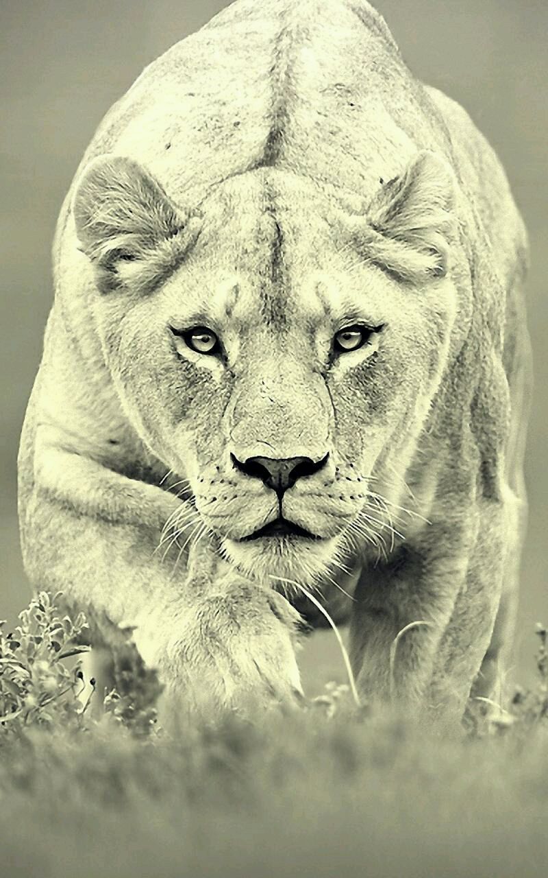 vitolovicta's profile banner image