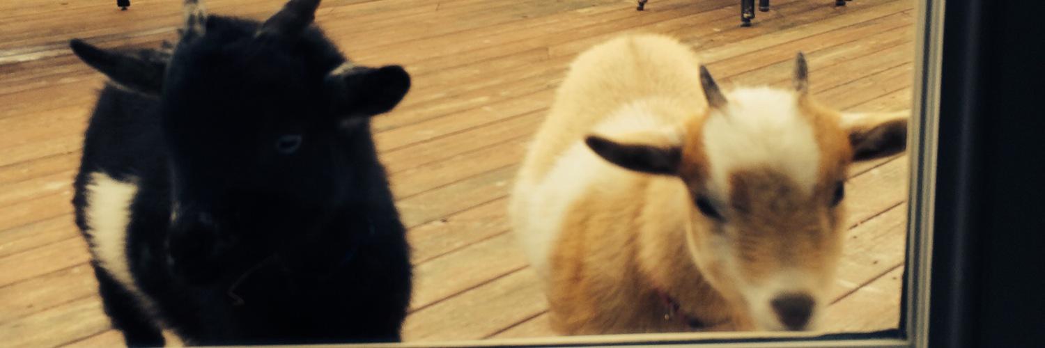 hazelnut_coal's profile banner image