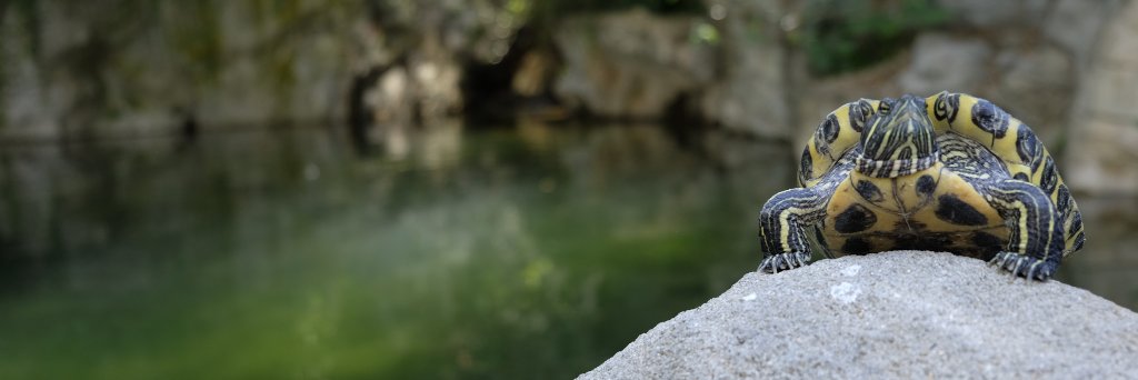 WhatWouldAlmDo's profile banner image