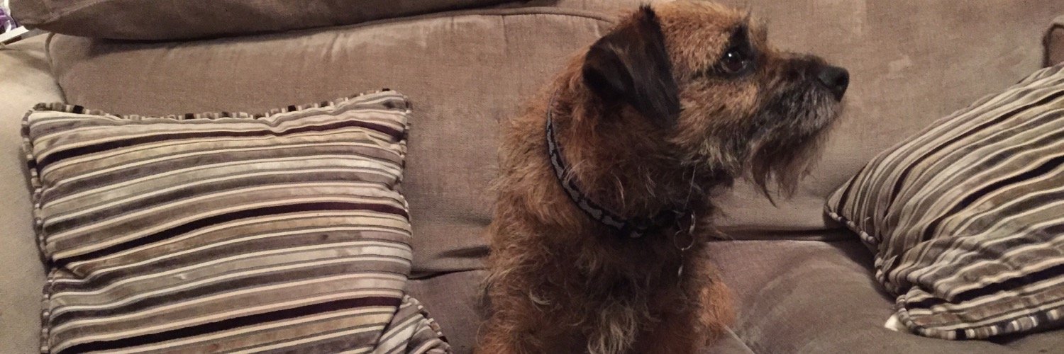 FindTobyTerrier's profile banner image