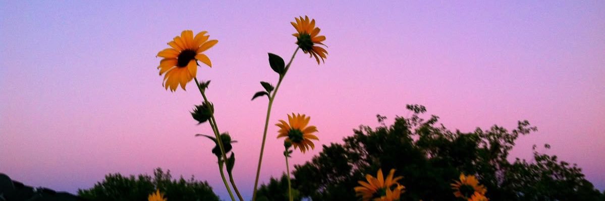 melysaalanis's profile banner image