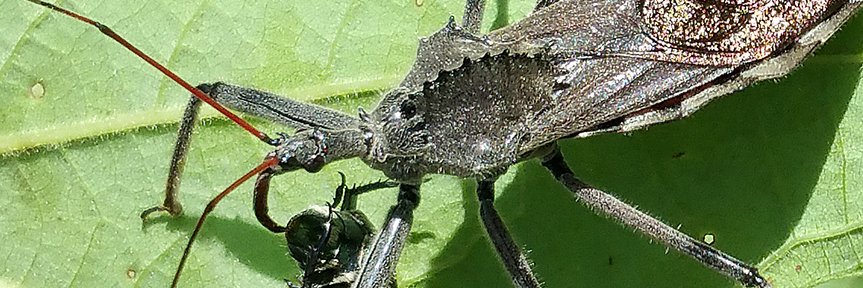 assassinbug1's profile banner image