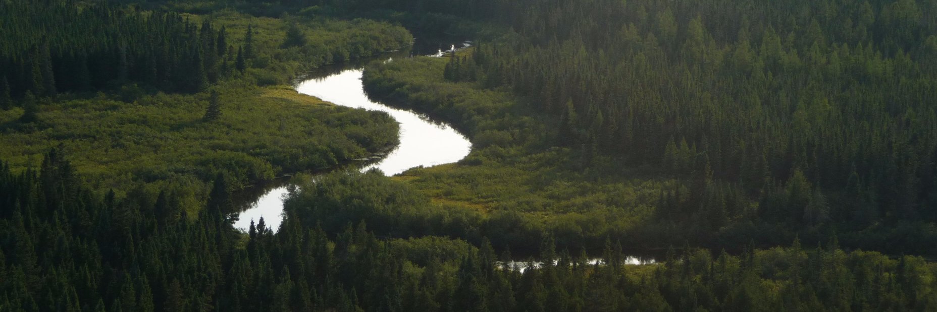 Michael Forstein banner