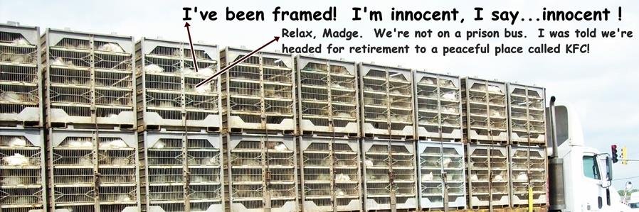 One Drunk Redneck banner