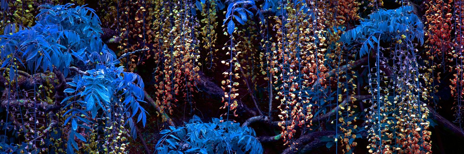 Bebé Panzón banner