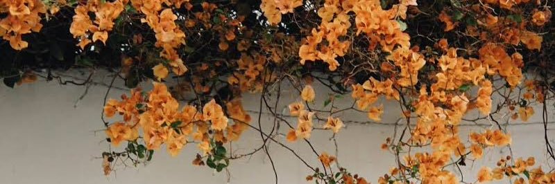 bIossomingg's profile banner image