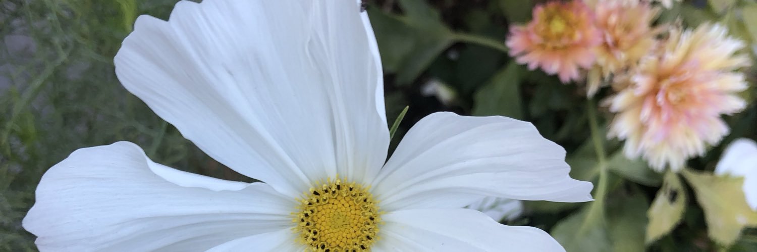 abby_inch's profile banner image