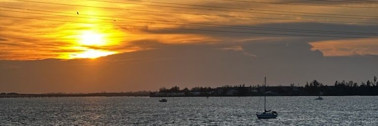 PeachickAimercab banner