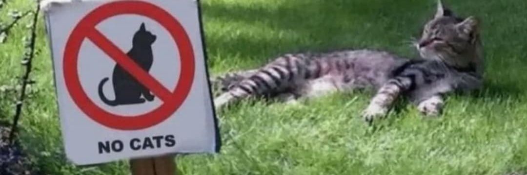 Crazy Cat Lady banner