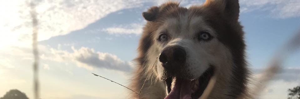 blessieeelyn's profile banner image