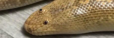 iamsecretsquid's profile banner image