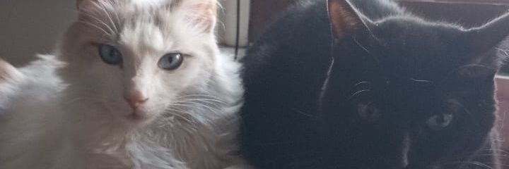 yanujaz's profile banner image