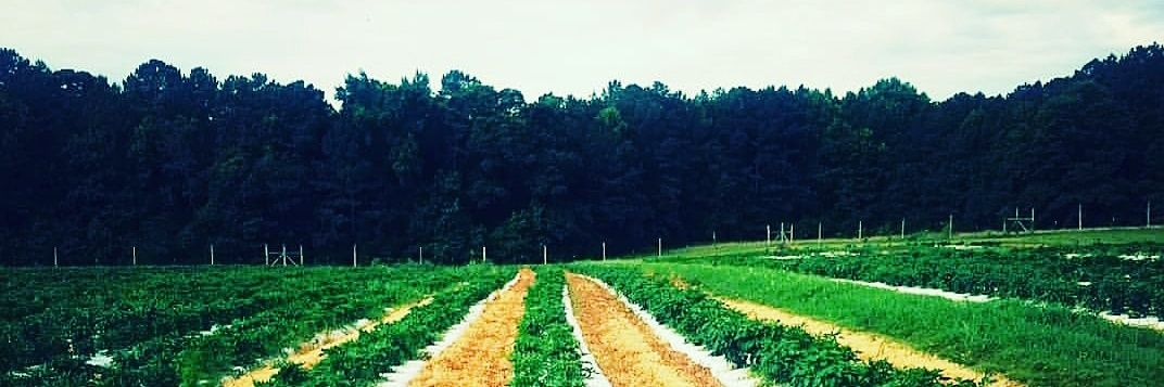 High River Sauces banner