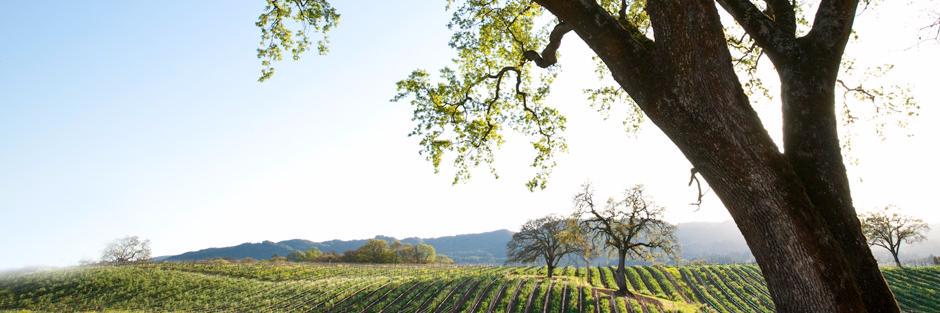 Honore Comfort banner