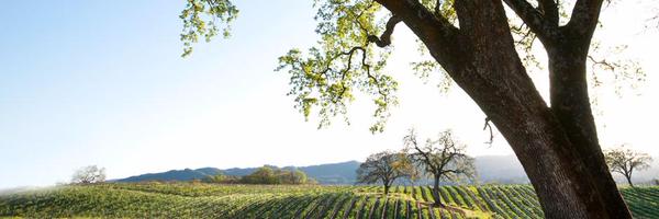 Honorewine Profile Banner