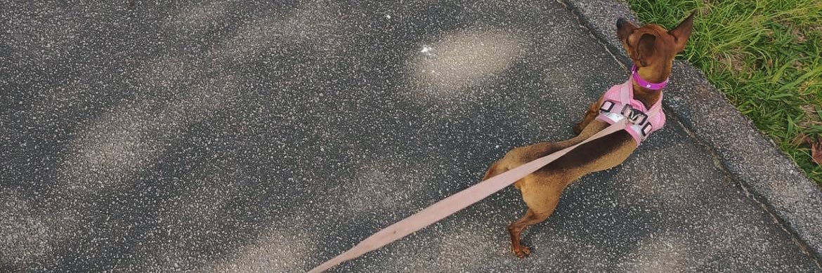 tomezinhog's profile banner image