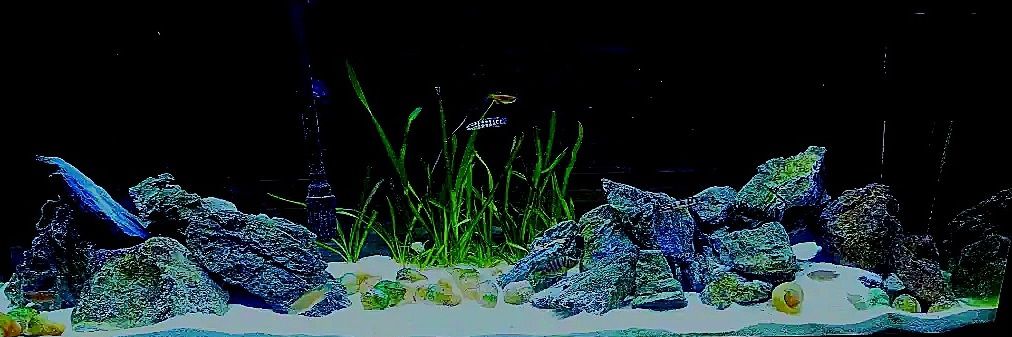Addictedtofish banner