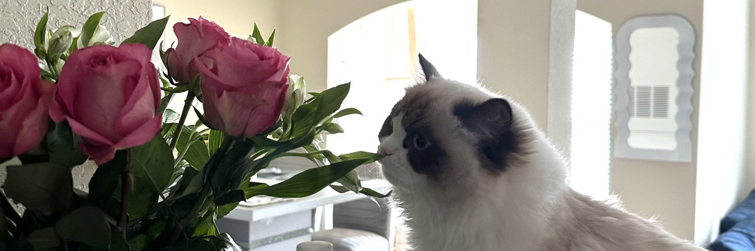 rvfxox's profile banner image