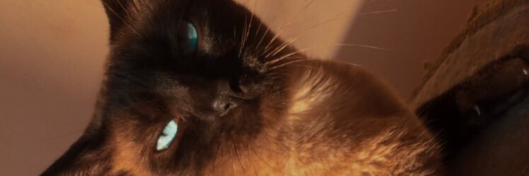 camisortiz's profile banner image