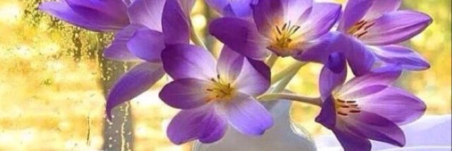 1097Manal's profile banner image